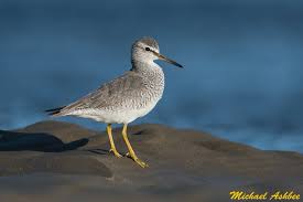 Image result for Tringa brevipes