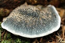 Attēlu rezultāti vaicājumam “Postia caesia”