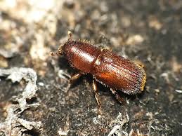 Attēlu rezultāti vaicājumam “Tomicus minor”