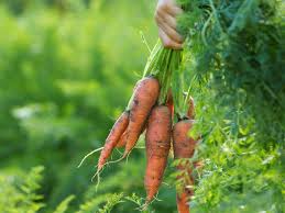 Image result for Möhren