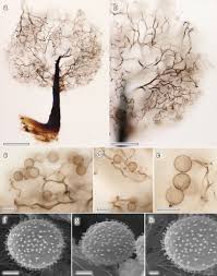 Attēlu rezultāti vaicājumam “Comatricha alta spores”