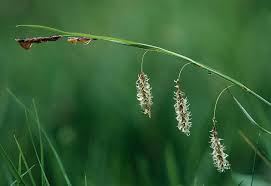 Attēlu rezultāti vaicājumam “Carex sylvatica flower”