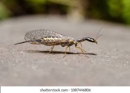 Attēlu rezultāti vaicājumam “Raphidioptera”