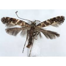 Attēlu rezultāti vaicājumam “Gracillariidae”