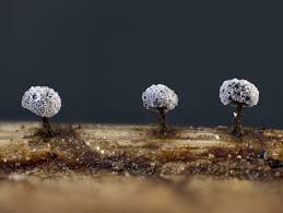 Attēlu rezultāti vaicājumam “Didymium minus”