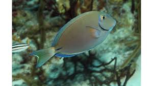 Image result for Acanthurus bahianus