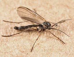 Attēlu rezultāti vaicājumam “Mycetophilidae”