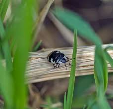 Attēlu rezultāti vaicājumam “Tritomegas bicolor nymph”