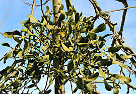 Attēlu rezultāti vaicājumam “Viscum album female flower”