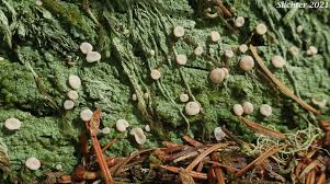 Attēlu rezultāti vaicājumam “Icmadophila ericetorum”