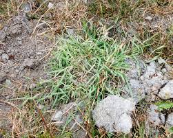 Attēlu rezultāti vaicājumam “Elytrigia repens subsp. arenosa”