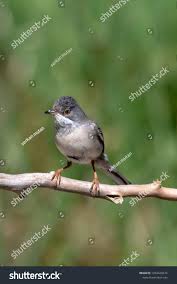 Image result for Sylvia rueppelli