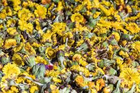 Attēlu rezultāti vaicājumam “Tussilago farfara flower”
