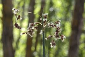 Attēlu rezultāti vaicājumam “Schoenoplectus lacustris subsp. lacustris”
