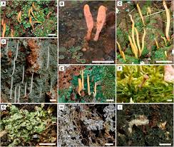 Attēlu rezultāti vaicājumam “Athelia pyriformis”