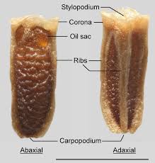 Attēlu rezultāti vaicājumam “Tripleurospermum inodorum leaf”