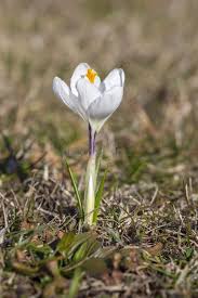 Attēlu rezultāti vaicājumam “Crocus vernus subsp. vernus flower”