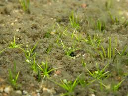 Attēlu rezultāti vaicājumam “Subularia aquatica”