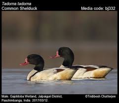 Attēlu rezultāti vaicājumam “Tadorna tadorna male”