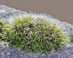 Attēlu rezultāti vaicājumam “Grimmia pulvinata sporophyte”