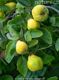 Attēlu rezultāti vaicājumam “Cydonia oblonga fruit”