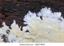 Attēlu rezultāti vaicājumam “Phlebia centrifuga”