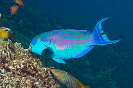 Image result for Chlorurus gibbus