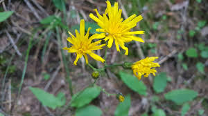 Attēlu rezultāti vaicājumam “Hieracium murorum bud”