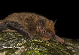 Attēlu rezultāti vaicājumam “Pipistrellus nathusii”