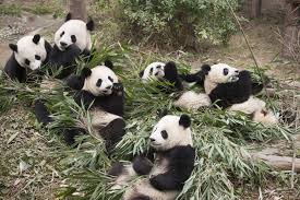 Image result for pandas