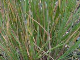 Attēlu rezultāti vaicājumam “Hordeum jubatum”