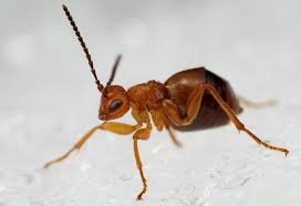 Attēlu rezultāti vaicājumam “Biorhiza pallida”