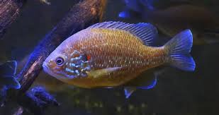 Image result for Lepomis gibbosus