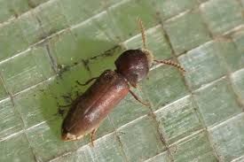 Attēlu rezultāti vaicājumam “Dienerella elongata”