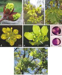 Attēlu rezultāti vaicājumam “Acer platanoides flower”