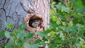 Attēlu rezultāti vaicājumam “Sitta europaea nest”