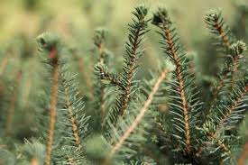 Attēlu rezultāti vaicājumam “Picea abies”