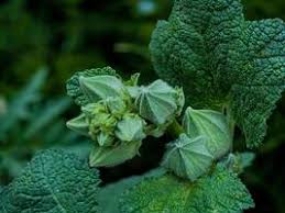 Attēlu rezultāti vaicājumam “Alcea rosea bud”