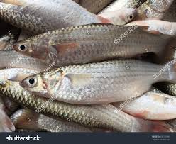 Image result for Mugil