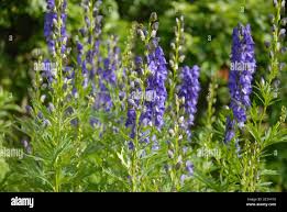 Image result for Aconitum napellus