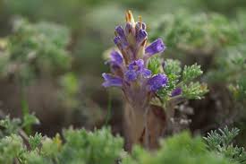 Attēlu rezultāti vaicājumam “Orobanche coerulescens flower”