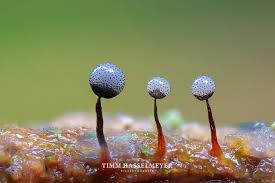 Attēlu rezultāti vaicājumam “Cribraria piriformis macro”