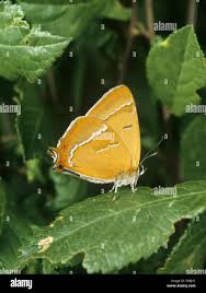 Attēlu rezultāti vaicājumam “Thecla betulae female”