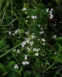 Attēlu rezultāti vaicājumam “Galium uliginosum”