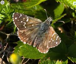 Attēlu rezultāti vaicājumam “Pyrgus alveus upperside”