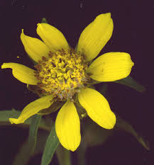 Attēlu rezultāti vaicājumam “Bidens cernua flower”