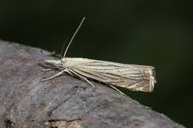 Attēlu rezultāti vaicājumam “Chrysoteuchia culmella”