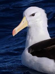 Image result for Thalassarche melanophris