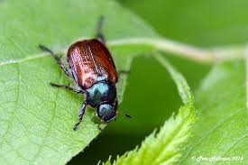 Attēlu rezultāti vaicājumam “Phyllopertha horticola imago”