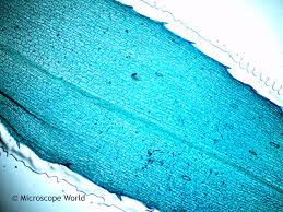 Attēlu rezultāti vaicājumam “Hydrilla verticillata leaf”